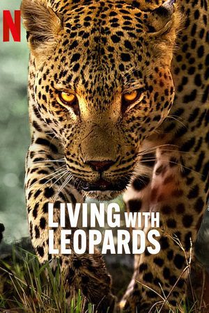Download Living with Leopards (2024) {English with Subtitles} Full Movie WEB-DL 480p [200MB] | 720p [570MB] | 1080p [1.3GB]