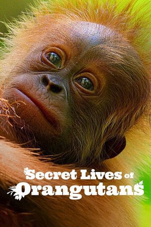 Download Secret Lives of Orangutans (2024) NF WEB-DL Dual Audio {Hindi-English} 480p [270MB] | 720p [720MB] | 1080p [4.3GB]